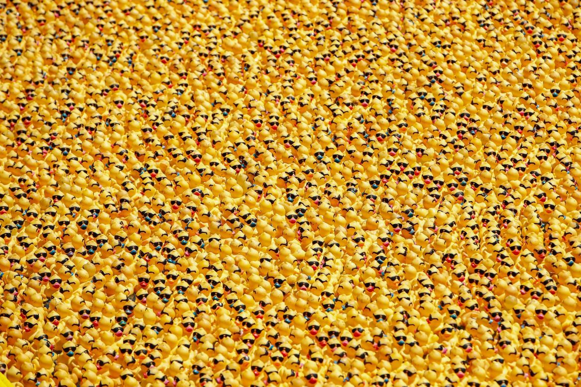 Rubber ducks float down the Chicago River on Thursday, August 5, during the 16th annual Ducky Derby. The charity event helps to raise money for Special Olympics Illinois.