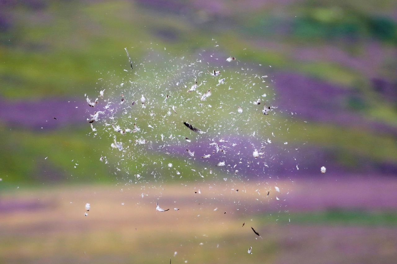 Feathers from a grouse float in the air during the opening day of the grouse shooting season in Longformacus, Scotland, on Thursday, August 12.