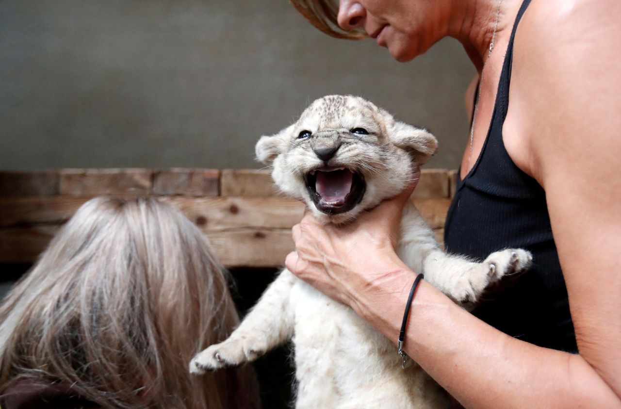 A zookeeper holds a newly born Barbary lion cub at the Dvur Kralove Zoo in Dvur Kralove nad Labem, Czech Republic, on Thursday, August 12.