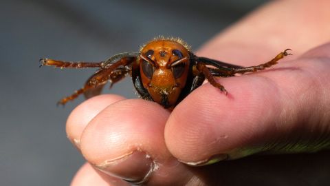Asian giant hornets are the largest hornets in the world and can grow to be up to two inches long.
