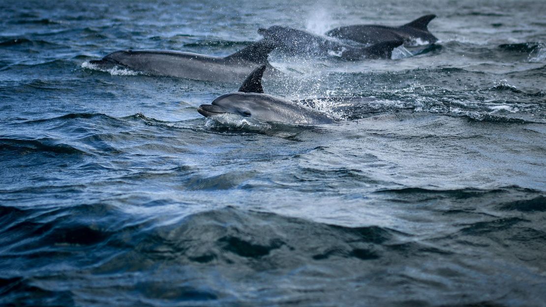 Dolphins swim in Lisbon's Tagus River on August 7, 2021. 