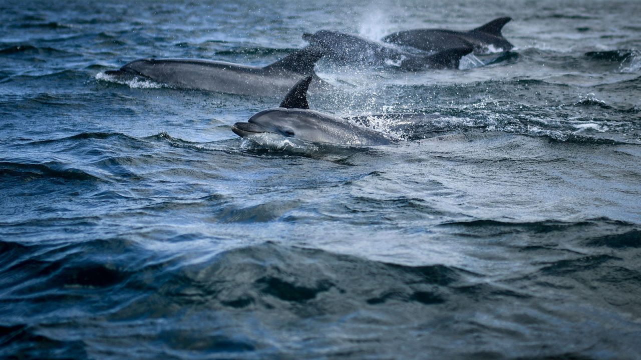Dolphins swim in Lisbon's Tagus River on August 7, 2021.