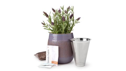Self-Watering Lavender Grow Kit