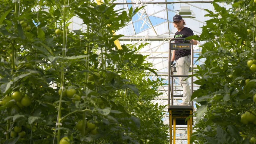 In the foothills of the Appalachian Mountains, a high-tech greenhouse by AppHarvest offers a potential solution for a future of sustainable farming. 