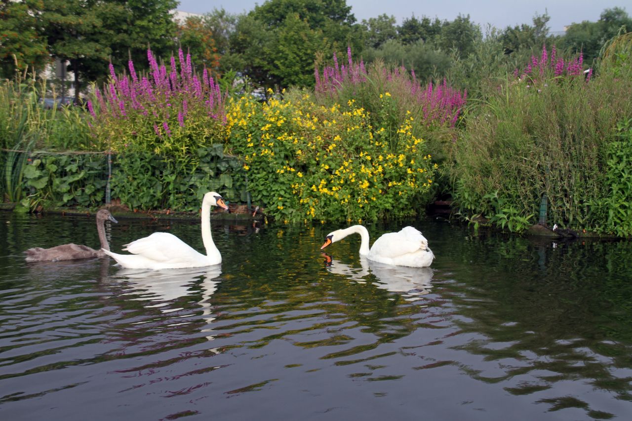The platforms have brought native plants and animals back to waterways that have long been devoid of wildlife.