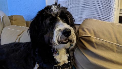 12-pixel 5a test image