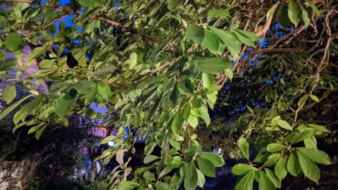 5-pixel 5a test image