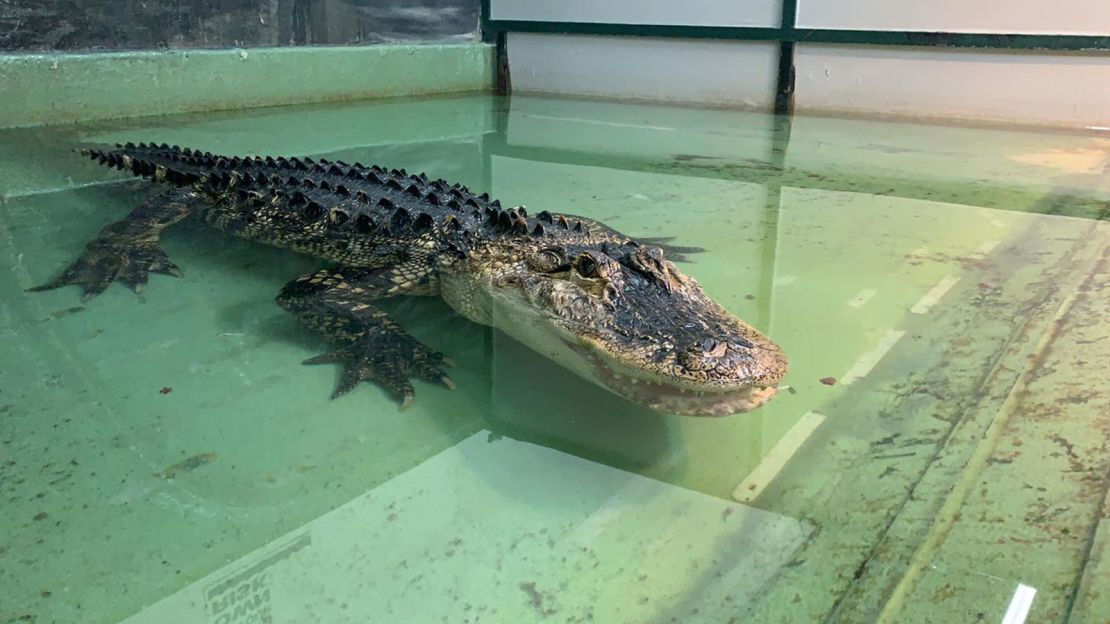 alligator hes big｜TikTok Search