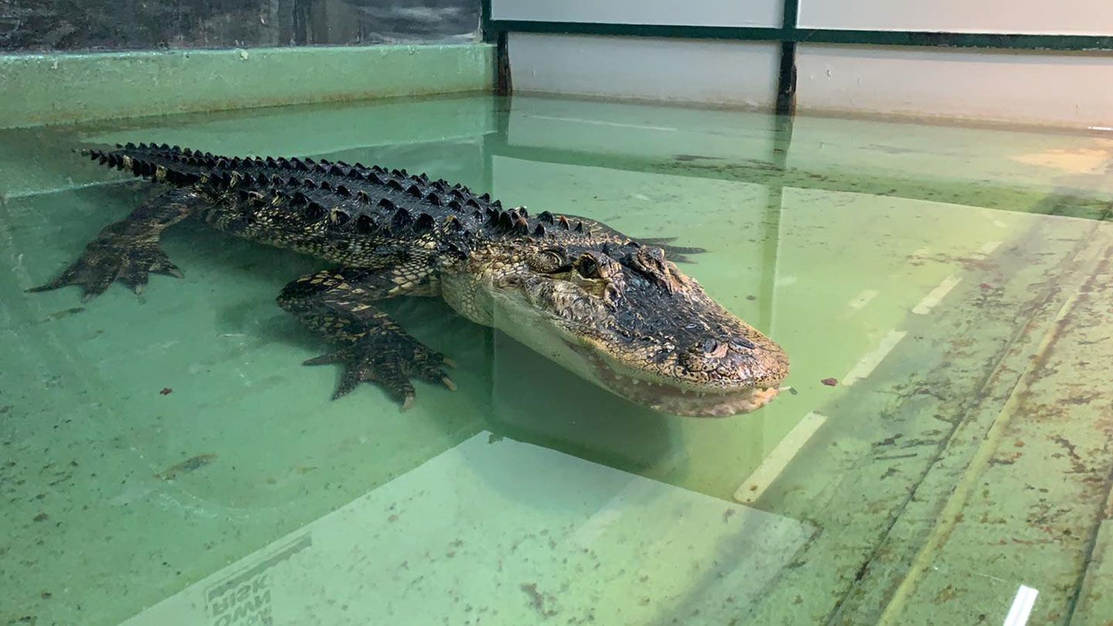 Alligator attack: Birthday party guest rescues Utah animal trainer | CNN