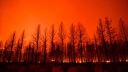 In a long exposure image, the night sky glows after trees burned along Highway 395 during the Dixie Fire in the early morning of August 17, 2021 near Janesville, California. 