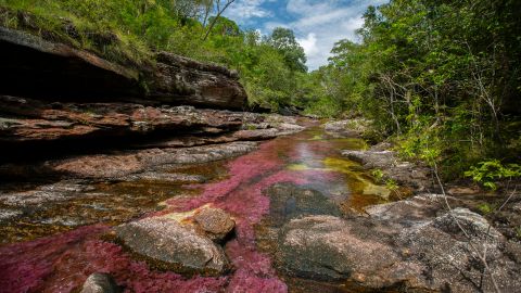 Cao Cristales photographed Monday, August 12, 2019. The river located in the Serrania de la Macarena province of Meta, Colombia and is a tributary of the Guayabero River. The river is commonly called the "River of Five Colors" or the "Liquid Rainbow," and is noted for its striking colors. 