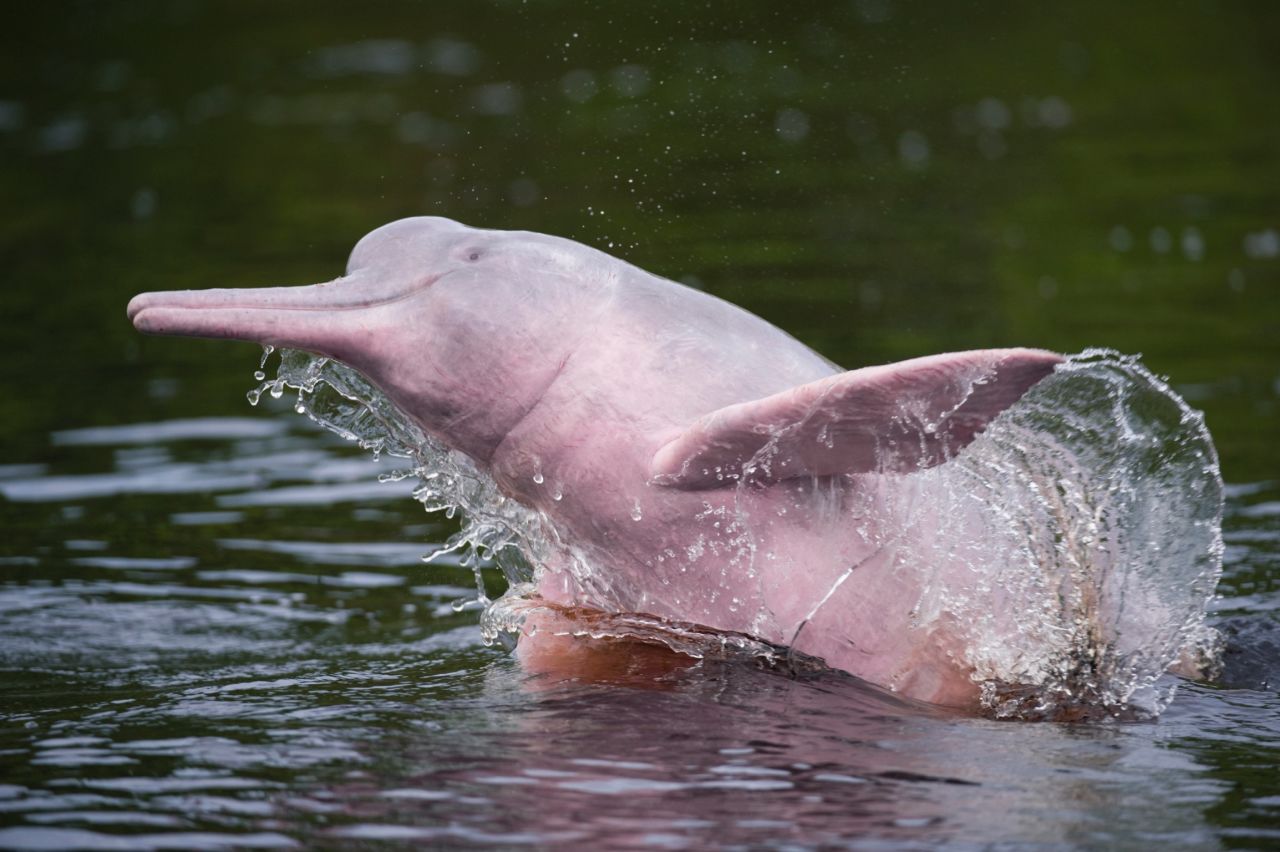 Tourists come to the area in hopes of spotting rare pink dolphins. The river dolphin here is pictured in the Amazon River in neighboring Brazil. 