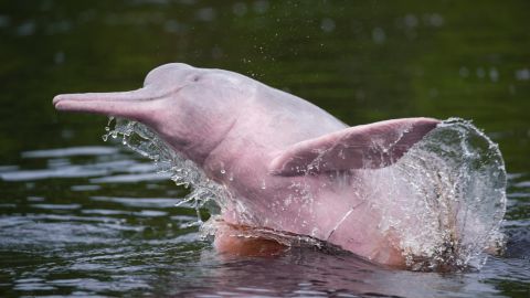 Tourists come to the area in hopes of spotting rare pink dolphins. The river dolphin here is pictured in the Amazon River in neighboring Brazil. 
