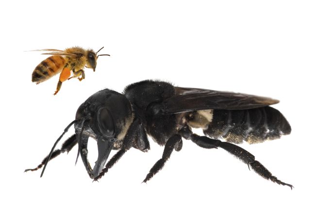 <strong>Wallace's giant bee</strong>: This is one of the first images of a living Wallace's giant bee. It is the world's largest knowing living bee species -- approximately four times larger than a European honey bee (shown here as a composite for comparison). In 1858, British naturalist Alfred Russel Wallace discovered the giant bee on his last day exploring Bacan, a tropical Indonesian island. He described the bee as "a large, black wasp-like insect, with immense jaws like a stag beetle." Despite its size, Wallace's giant bee was not seen again until 1981.  
