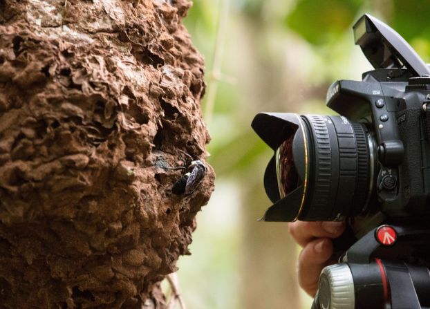 <strong>Wallace's giant bee</strong>: Here, natural history photographer Clay Bolt takes the first ever photos of a living Wallace's giant bee at her nest, found in an active termite mound in the Moluccas islands of Indonesia. The female giant bee makes her nest in the mounds by lining it with sticky tree resin to protect it from termites.