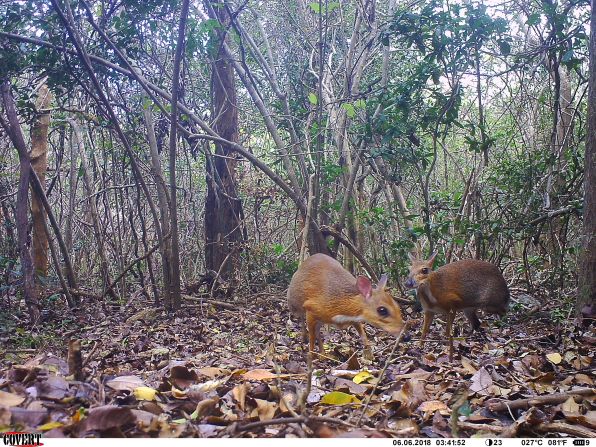 <strong>Silver-backed chevrotain</strong>: Lost to science since 1990, the rediscovery of the <a href="index.php?page=&url=https%3A%2F%2Fwww.rewild.org%2Flost-species%2Fsilver-backed-chevrotain" target="_blank" target="_blank">silver-backed chevrotain</a> (two of them pictured here) was published in 2019 in the scientific journal Nature Ecology & Evolution. Also called the Vietnamese mouse-deer, the species is about the size of a rabbit and has two tiny fangs. They are shy and appear to walk on the tips of their hooves. 
