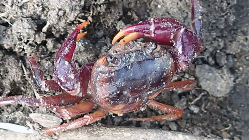 <strong>Sierra Leone crab</strong>: Not seen since 1955, this crab was <a href="index.php?page=&url=https%3A%2F%2Fwww.rewild.org%2Fpress%2Ffound-rainbow-hued-land-dwelling-sierra-leone-crab-lost-to-science-for-66" target="_blank" target="_blank">rediscovered</a> last month near Sugar Loaf Mountain in a national park in Sierra Leone. It is the eighth species to be found on Re:wild's list. With its purple claws, the Sierra Leone crab is colorful -- but doesn't spend much time in water. Instead, it lives between rock crevices, burrows in trees, and in the ground. Pierre A. Mvogo Ndongo, a researcher at the University of Douala in Cameroon, spent three weeks searching for the crab, following leads based on interviews with local community members. 