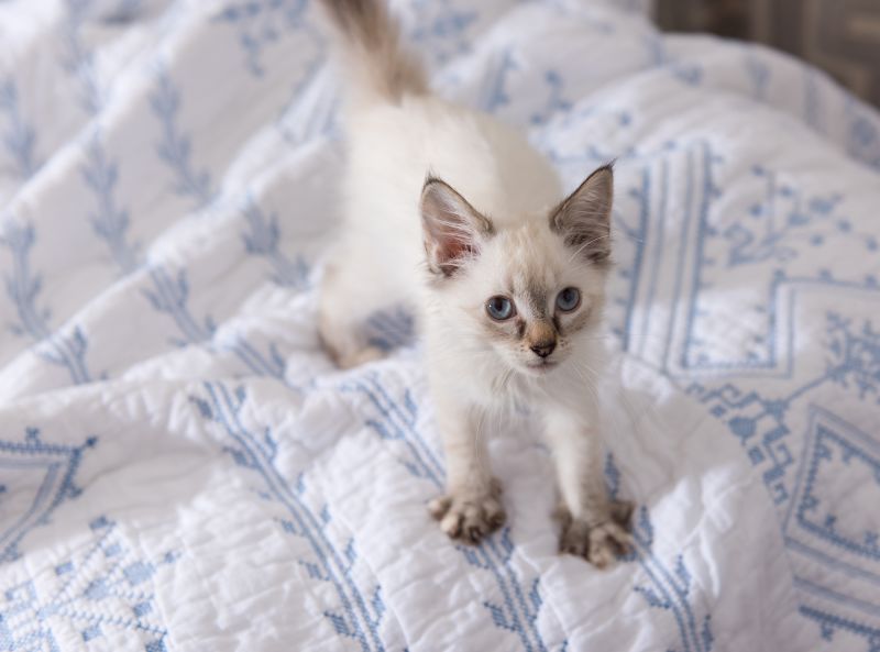 Cat kneading with store all 4 paws