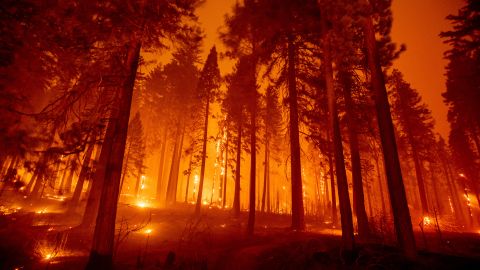 The Caldor Fire burns through trees on Mormom Emigrant Trail east of Sly Park, California. 