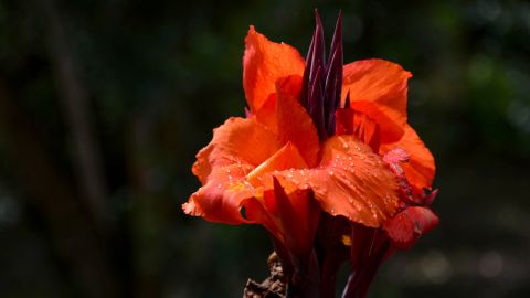 Bogotá Botanical Garden showcases the biodiversity that sets Colombia apart.