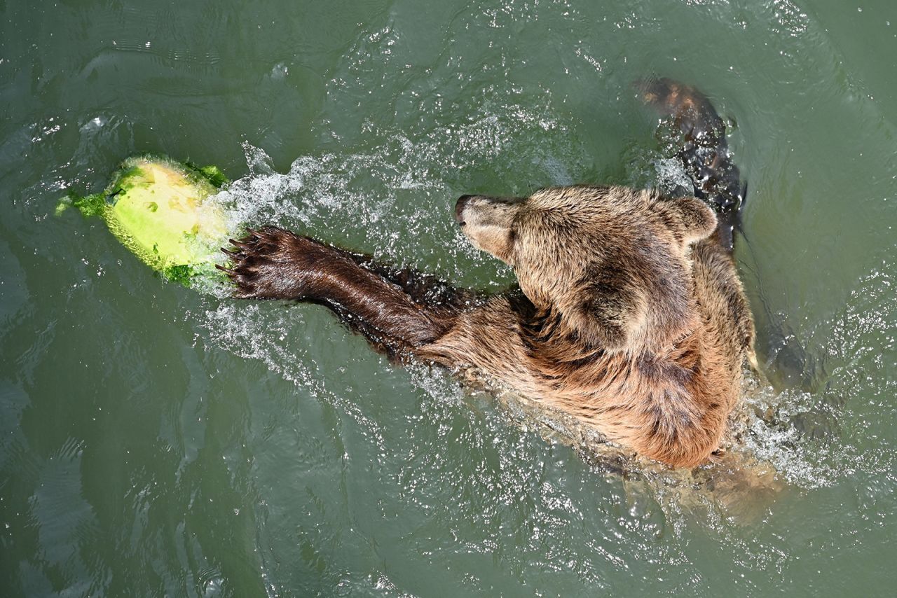 A bear plays with a frozen watermelon to cool off as temperatures reached 37 degrees Celsius (98.6 degrees Fahrenheit) at a zoo in Rome on Monday, August 16. 