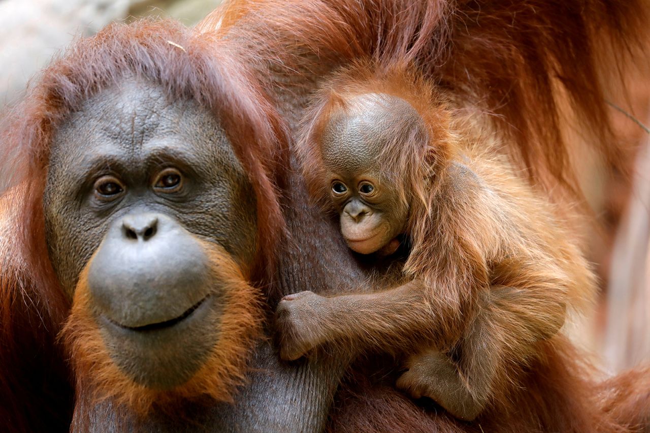 An 11-day-old Bornean orangutan is held by his mother, Suli, at a zoo in Fuengirola, Spain, on Sunday, August 15. The species is critically endangered.