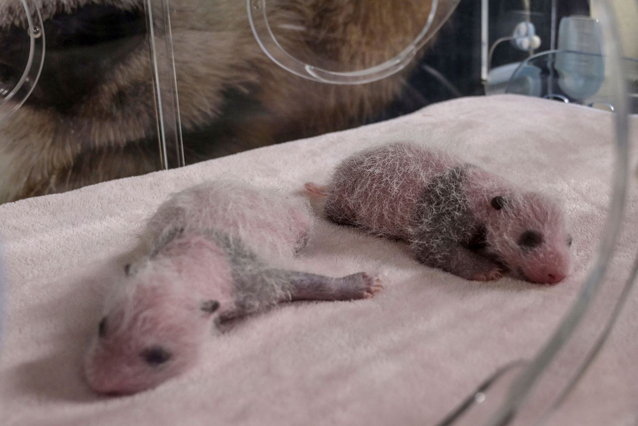Twin panda cubs Fleur de Coton (Cotton Flower) and Petite Neige (Little Snow) sleep inside an incubator at the Beauval Zoo in Saint-Aignan-sur-Cher, France, on Friday, August 13.