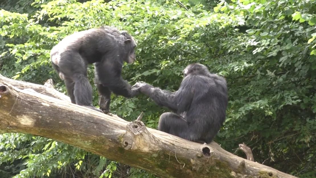 Great apes say hello and goodbye.