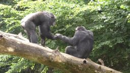02b apes social interaction 