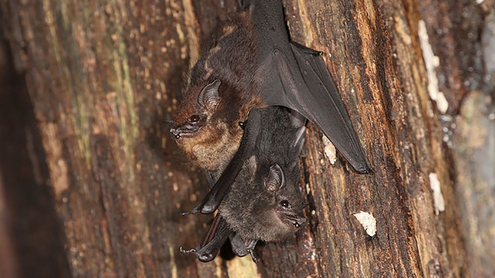 Saccopteryx bilineata bat pups, such as the one shown here (bottom) with its mother, engage in babbling when learning to communicate. 