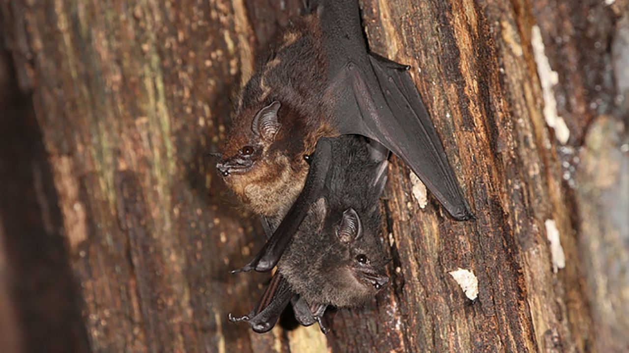 Saccopteryx bilineata bat pups, such as the one shown here (bottom) with its mother, engage in babbling when learning to communicate. 