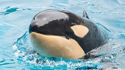 Amaya, the youngest orca at SeaWorld San Diego has died almost 24 hours after showing signs of an illness. 