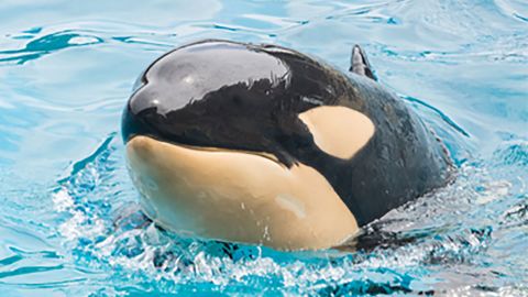Amaya, the youngest orca at SeaWorld San Diego, has died almost 24 hours after showing signs of an illness. 