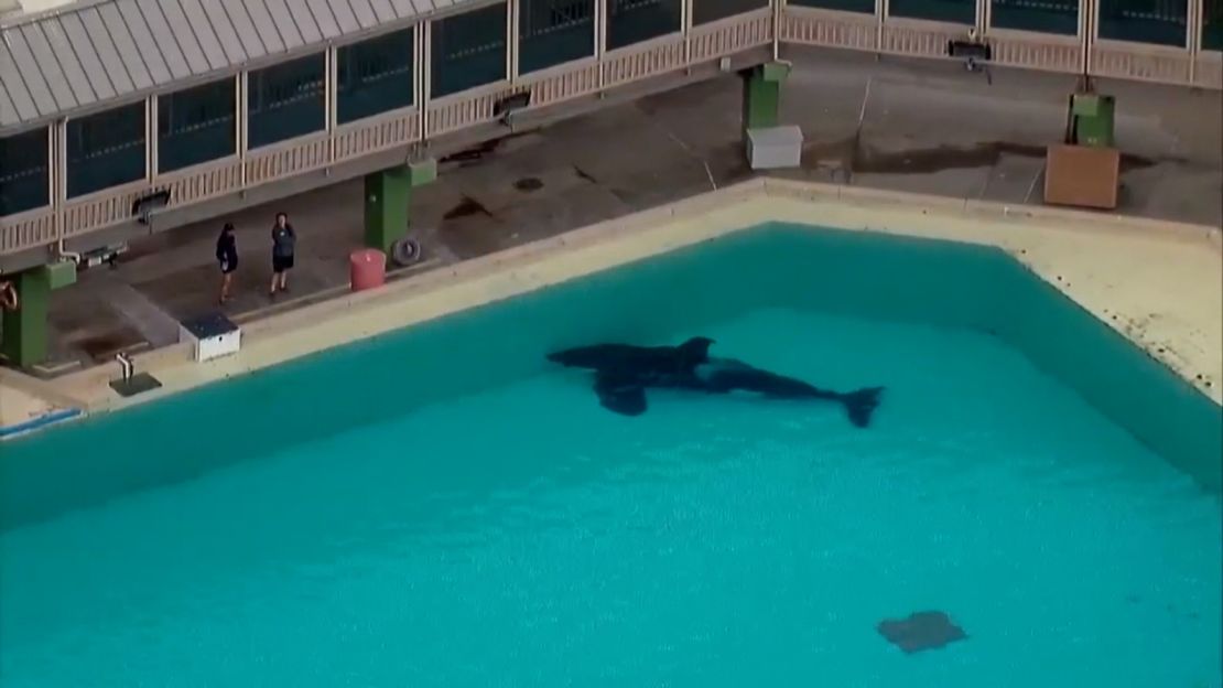 Amaya, a six-year-old orca, died Thursday at SeaWorld San Diego after showing signs of an illness the day before, according to a statement from SeaWorld.
