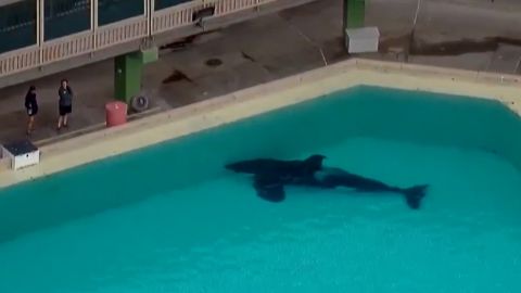 The youngest orca at SeaWorld San Diego just died suddenly | CNN