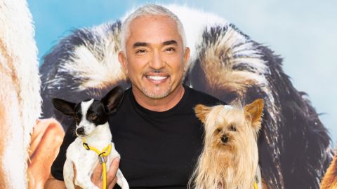 Cesar Millan, seen here attending the premiere party for his new National Geographic series, is back to his old tricks (of teaching tricks) in "Cesar Millan: Better Human Better Dog."