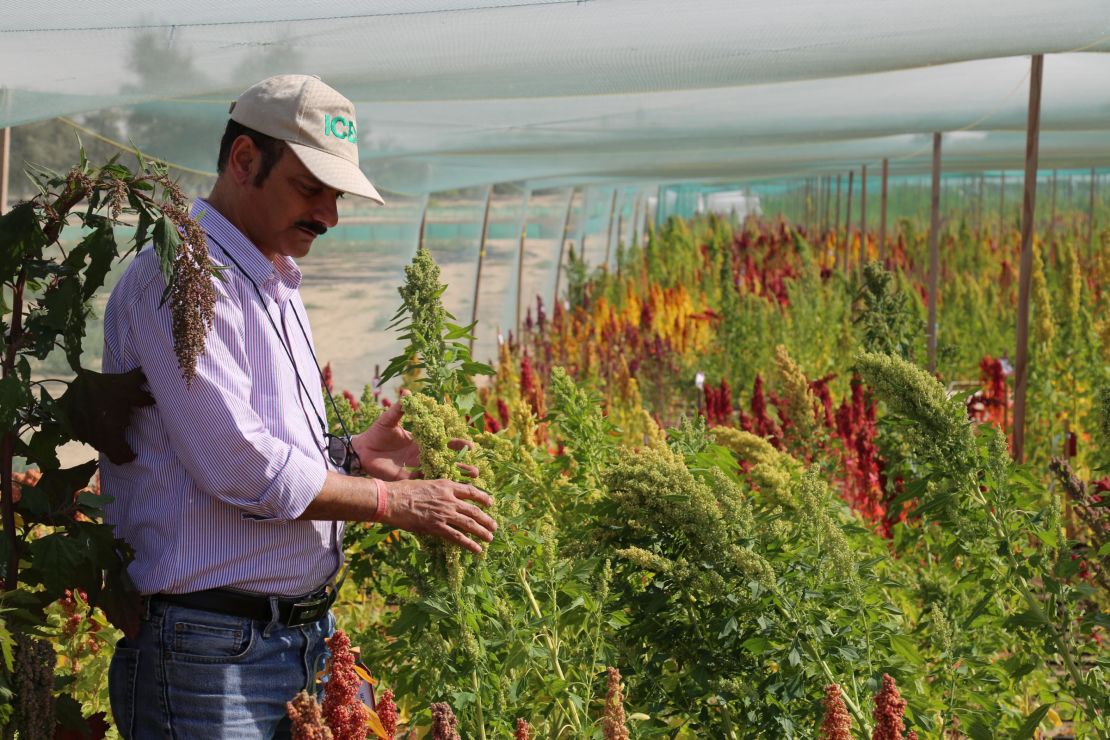 Quinoa grows in the Dubai desert.