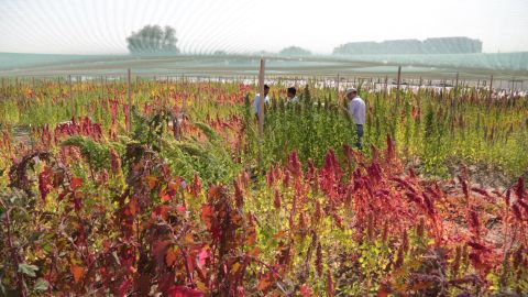Quinoa crops in the Dubai desert
