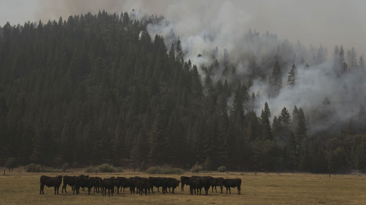 Cows graze in front of a burning hillside during the Dixie Fire in Genesee, California, on August 21.