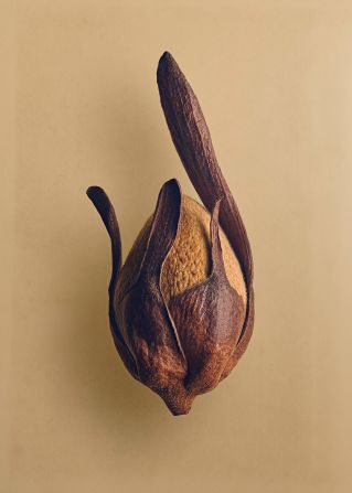 <strong>Shorea fallax (Seraya Duan Kasar) </strong>-- This seed comes from a species endemic to the island of Borneo, whose trees can grow to a height of 200 feet, towering above the forest. The wings work like helicopter blades and use the wind to disperse the seeds.