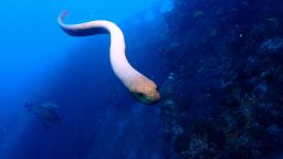 Olive sea snakes are among the largest marine snake species, and are abundant on some coral-reef areas. 