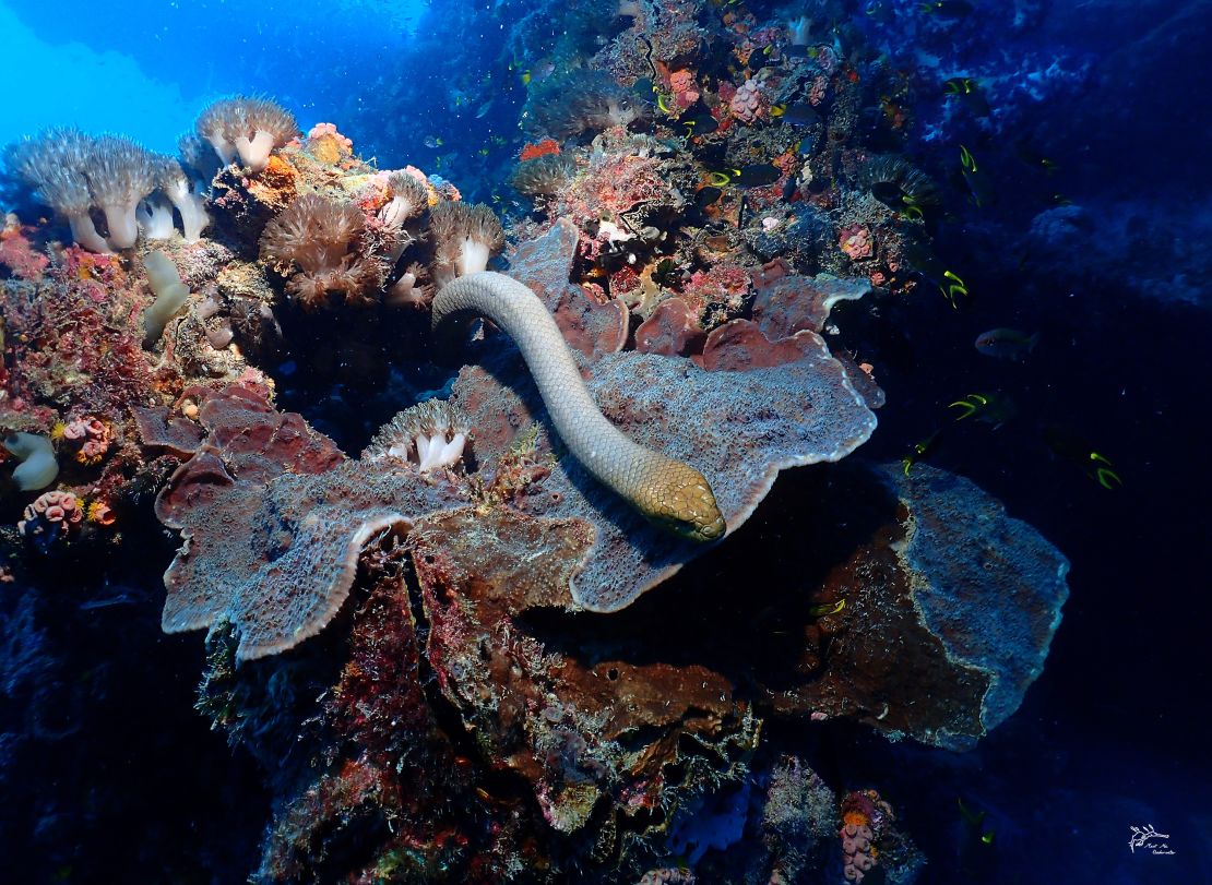 Olive sea snakes are abundant around certain coral reef areas.