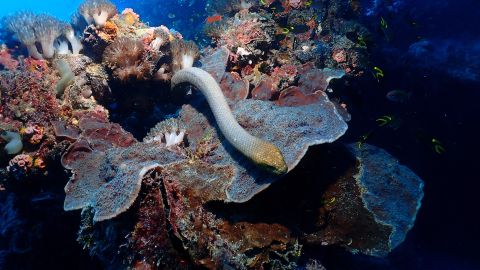 Olive sea snakes are abundant around certain coral reef areas.