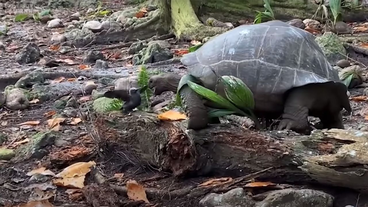 Giant tortoises are the largest herbivores on the Galapagos and Seychelles islands.
