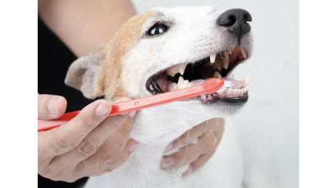 Virbac C.E.T. Enzymatic Dog & Cat Poultry Flavor Toothpaste