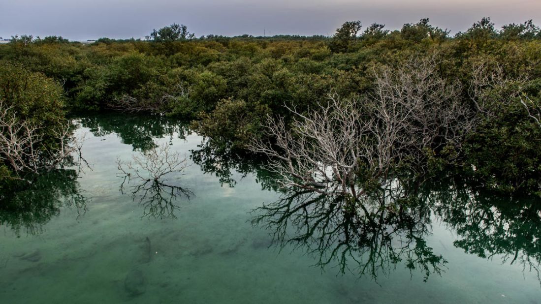 <strong>Natural beauty: </strong>Al Thakira's mangrove reserves are among Qatar's most treasured natural sites.