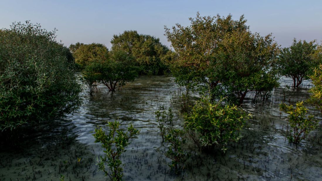 <strong>Marine fauna:</strong> The watery forests are home to Avicennia Marina, also known as the gray or white mangrove tree that has become the dominant species in the region.
