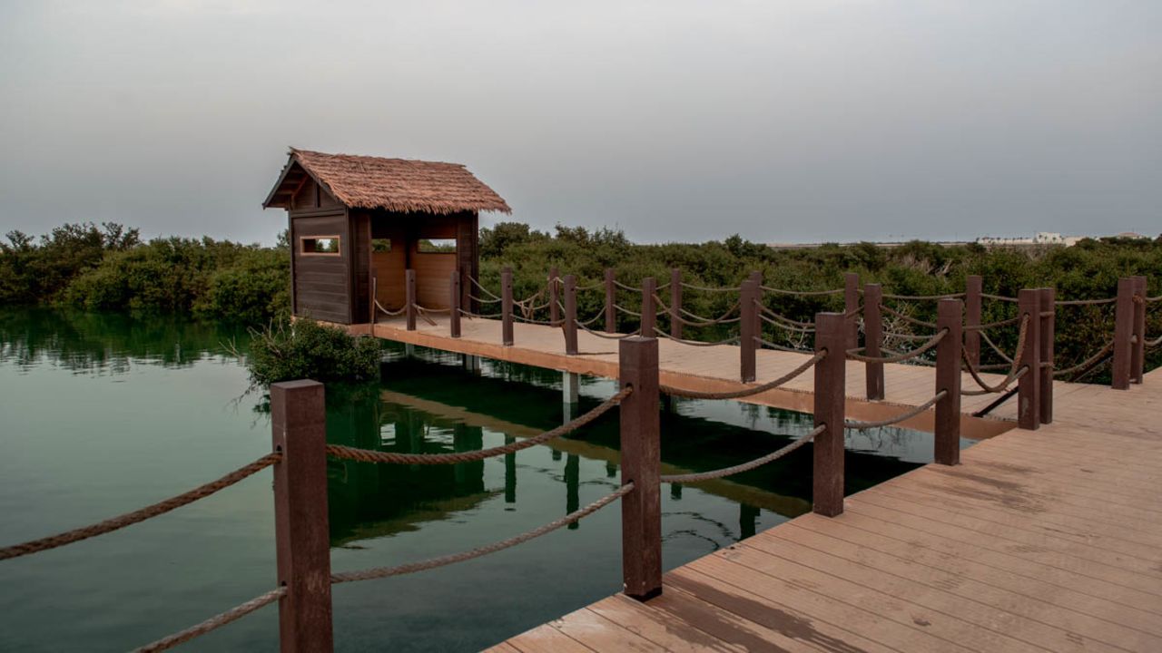 Purple Island is another place to explore Qatar's mangroves. 