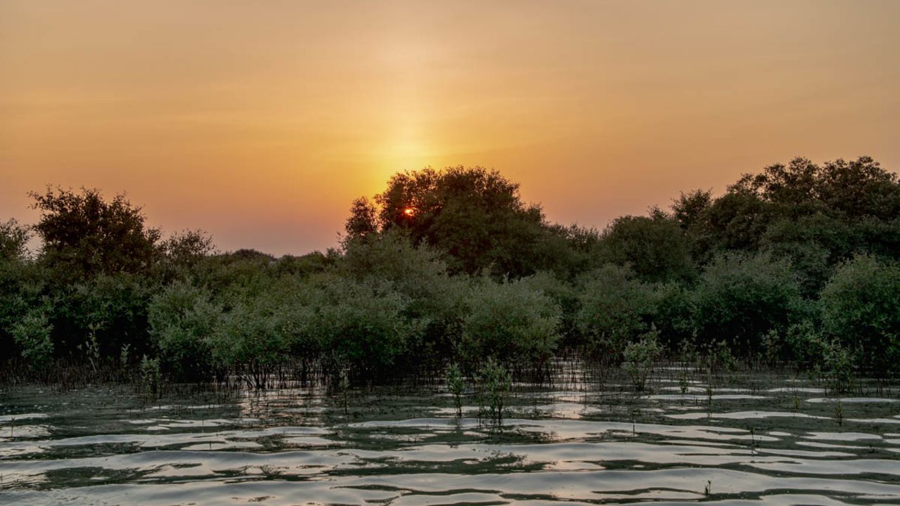 Qatar has undertaken conservation work to protect its ecosystems. 