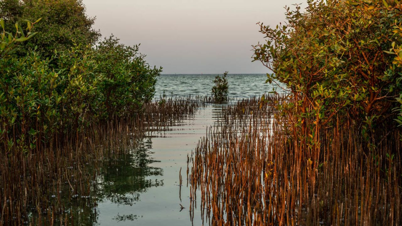 Scientists say the mangroves offer biodiversity benefits, such as storing carbon.